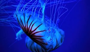 Превью обои медуза, щупальце, вода, красивый, синий