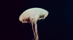 Превью обои медуза, щупальцы, море, глубина, темный