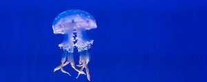 Превью обои медуза, щупальцы, плавать, подводный мир
