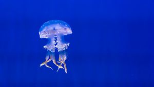 Превью обои медуза, щупальцы, плавать, подводный мир