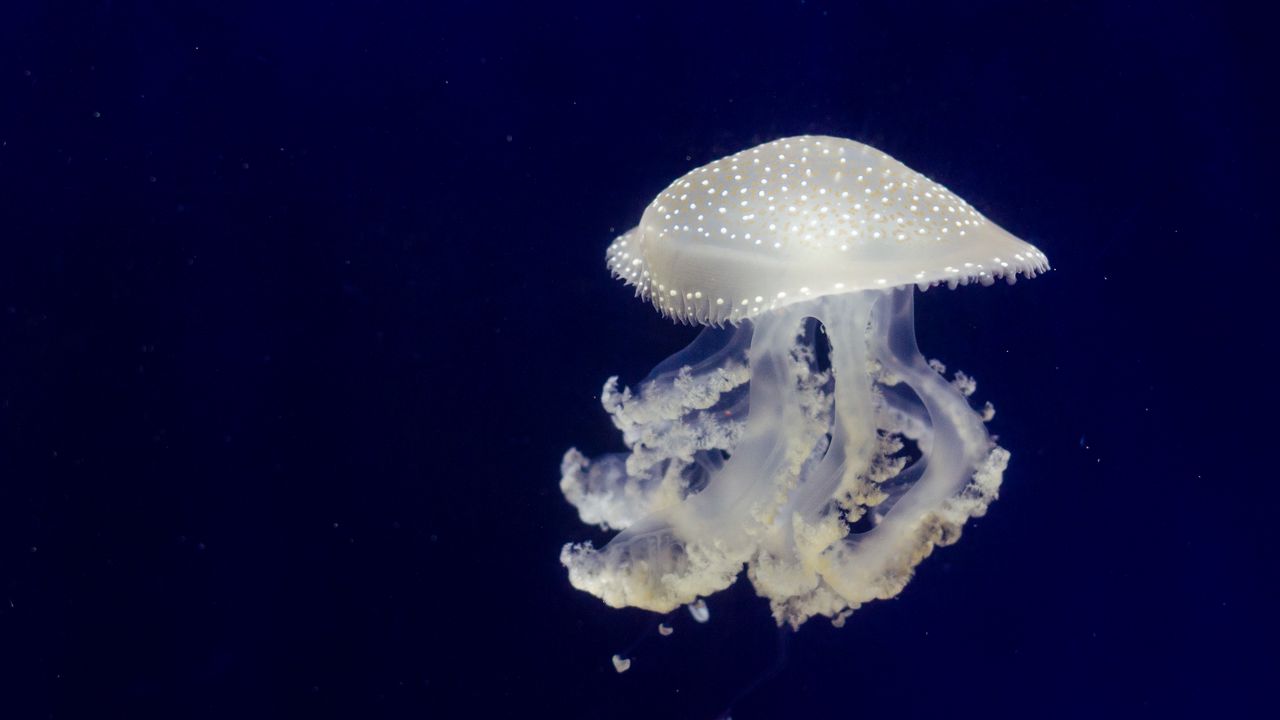 Обои медуза, щупальцы, подводный мир