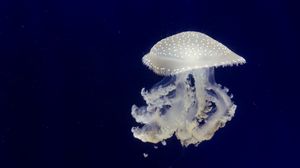 Превью обои медуза, щупальцы, подводный мир