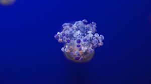 Превью обои медуза, щупальцы, подводный мир, разновидность