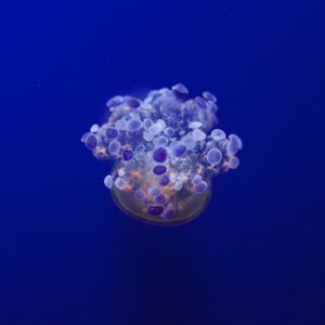 Превью обои медуза, щупальцы, подводный мир, разновидность