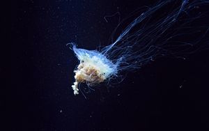 Превью обои медуза, щупальцы, подводный мир