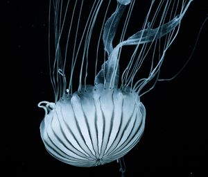 Превью обои медуза, щупальцы, подводный мир, полосы
