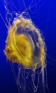 Превью обои медуза, щупальцы, подводный мир, океан, море