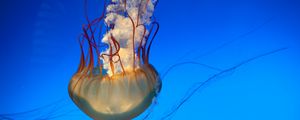 Превью обои медуза, щупальцы, подводный мир, плавать, подводный