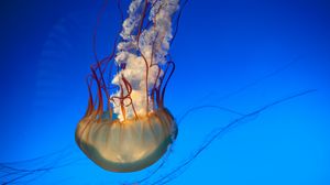 Превью обои медуза, щупальцы, подводный мир, плавать, подводный