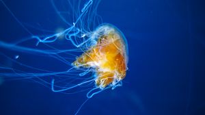 Превью обои медуза, щупальцы, подводный мир, аквариум, плавание