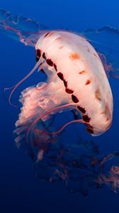 Превью обои медуза, щупальцы, подводный мир, аквариум, океан