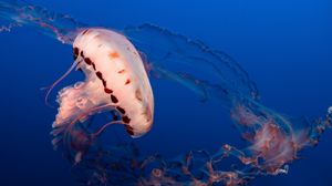 Превью обои медуза, щупальцы, подводный мир, аквариум, океан