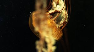 Превью обои медуза, щупальцы, подводный мир, глубина, крупный план