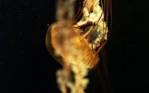 Превью обои медуза, щупальцы, подводный мир, глубина, крупный план
