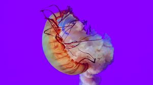Превью обои медуза, щупальцы, подводный мир, море, глубина
