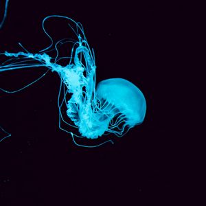 Превью обои медуза, щупальцы, подводный мир, голубой