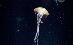 Превью обои медуза, щупальцы, подводный мир, вода, темный