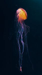 Превью обои медуза, щупальцы, подводный мир, животное, темный