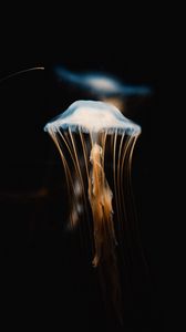 Превью обои медуза, щупальцы, прозрачный, подводный мир
