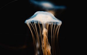 Превью обои медуза, щупальцы, прозрачный, подводный мир
