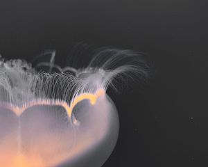 Превью обои медуза, щупальцы, свечение, подводный мир, макро