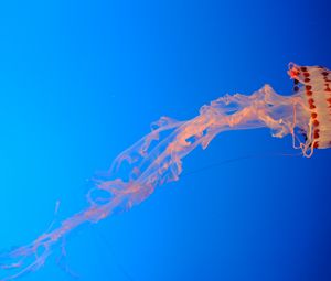 Превью обои медуза, синий фон, прозрачный, подводный мир