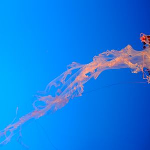 Превью обои медуза, синий фон, прозрачный, подводный мир