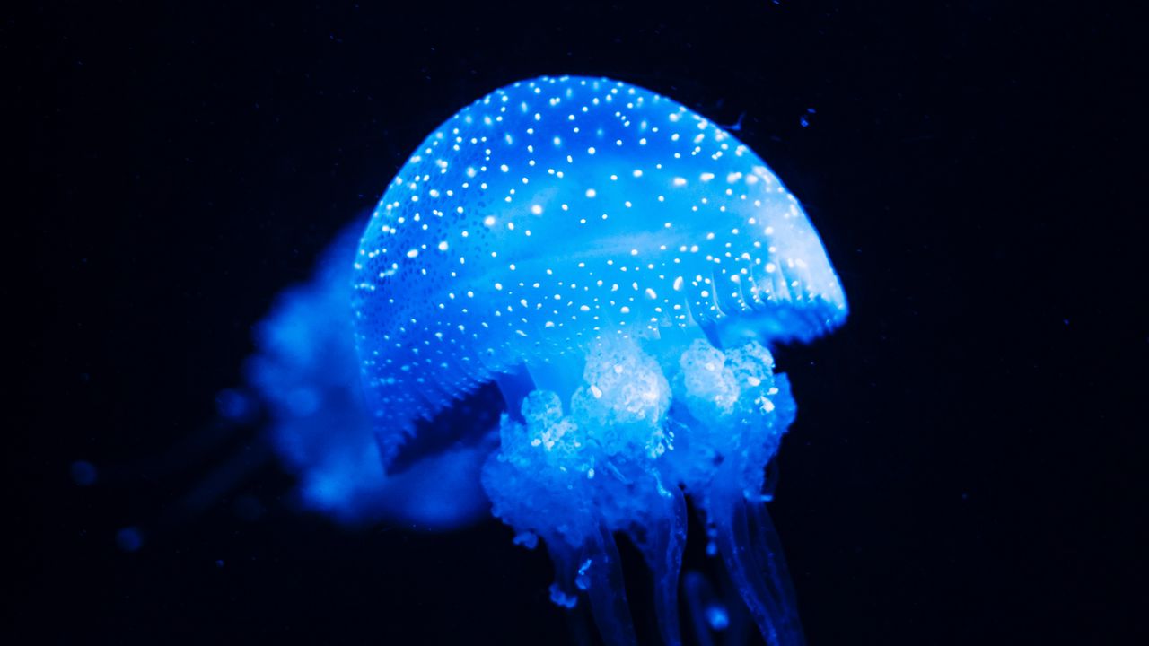 Обои медуза, синий, свечение, подводный мир, море
