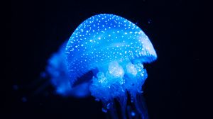 Превью обои медуза, синий, свечение, подводный мир, море