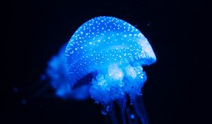 Превью обои медуза, синий, свечение, подводный мир, море