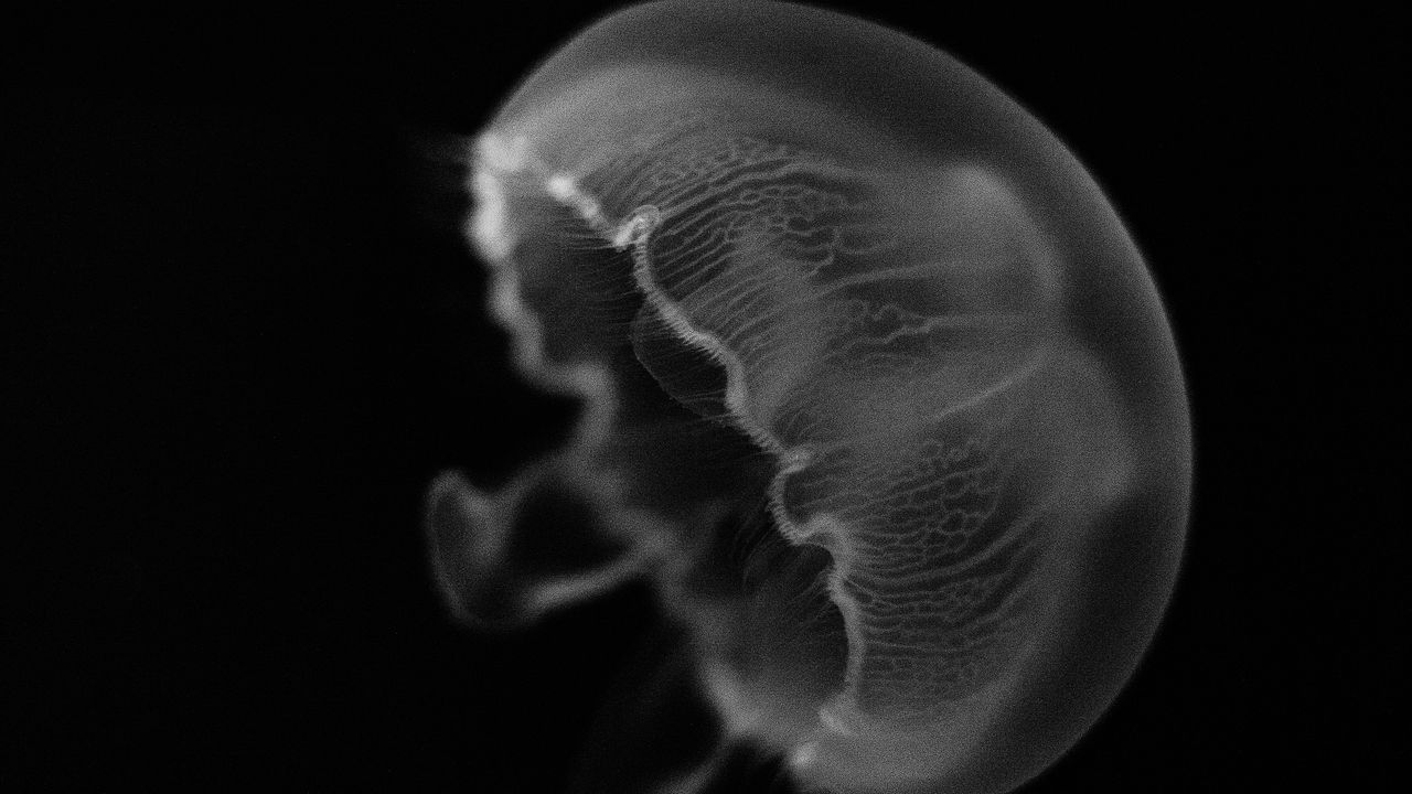Обои медуза, существо, подводный мир, черный