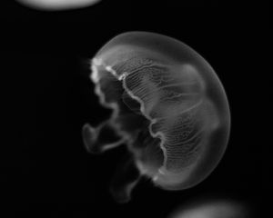 Превью обои медуза, существо, подводный мир, черный