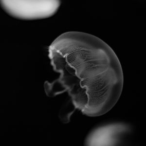Превью обои медуза, существо, подводный мир, черный