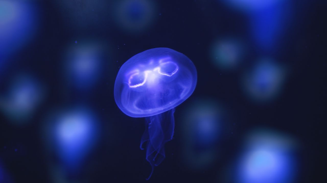 Обои медуза, свечение, фиолетовый, неон, подводный мир
