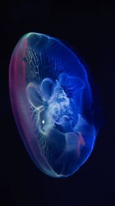 Превью обои медуза, свечение, прозрачный, вода, подводный мир