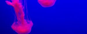 Превью обои медуза, свечение, розовый, синий, подводный мир