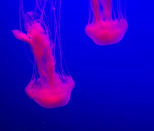Превью обои медуза, свечение, розовый, синий, подводный мир