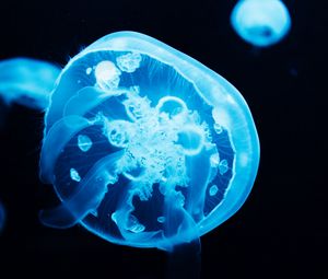 Превью обои медуза, свечение, синий, под водой