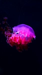 Превью обои медуза, светиться, фосфор, подводный мир