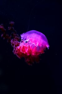 Превью обои медуза, светиться, фосфор, подводный мир