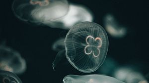 Превью обои медуза, темный, под водный мир, прозрачный