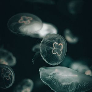 Превью обои медуза, темный, под водный мир, прозрачный