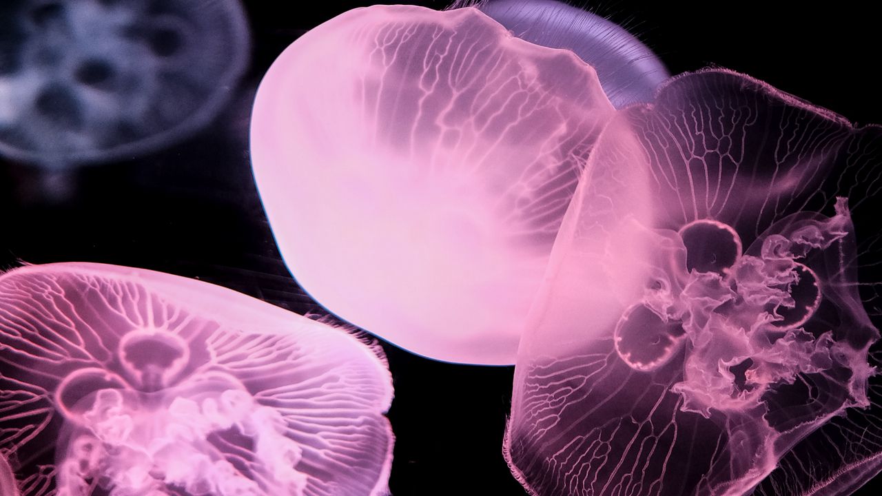 Обои медуза, темный, подводный мир, свечение