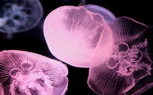 Превью обои медуза, темный, подводный мир, свечение