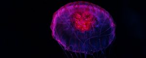 Превью обои медуза, темный, свечение, подводный мир