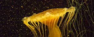 Превью обои медуза, вода, под водой, макро, желтый