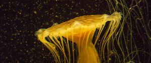 Превью обои медуза, вода, под водой, макро, желтый