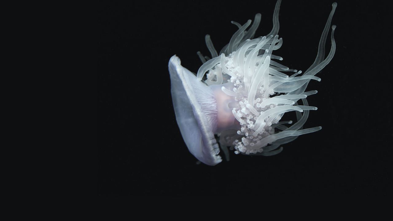 Обои медуза, водный, щупальцы, плавать, подводный мир