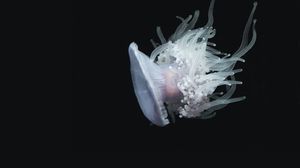 Превью обои медуза, водный, щупальцы, плавать, подводный мир