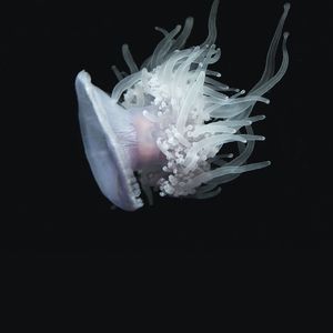 Превью обои медуза, водный, щупальцы, плавать, подводный мир